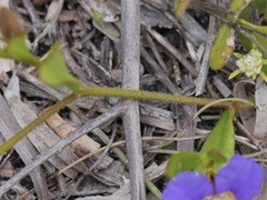 Scaevola striata