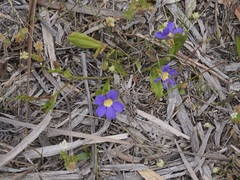 Scaevola striata