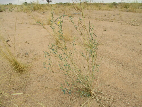 Sesbania pachycarpa (Sesbania pachycarpa)