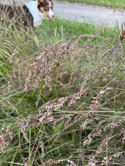 Chascolytrum subaristatum