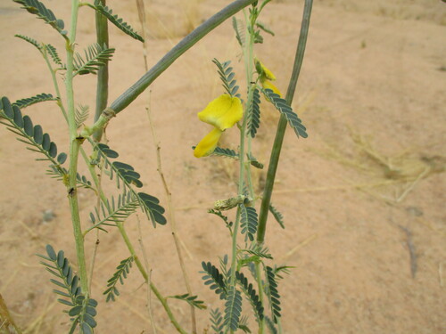 Sesbania pachycarpa image