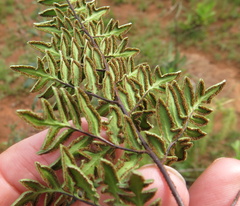 Cheilanthes quadripinnata