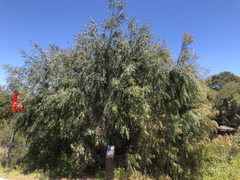 Agonis flexuosa