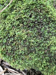 Crepidomanes minutum