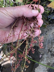 Gonocarpus tetragynus