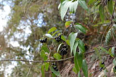 Smilax glyciphylla