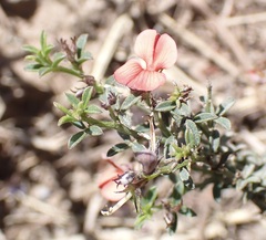 Indigofera sp7