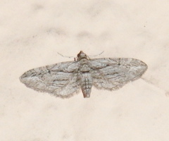 Eupithecia oxycedrata