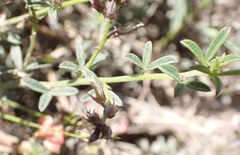 Indigofera sp7