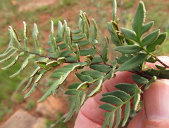 Cheilanthes quadripinnata