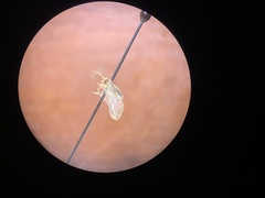 Hemerobius