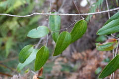 Smilax glyciphylla