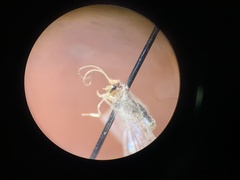 Hemerobius