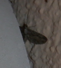 Eupithecia oxycedrata