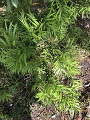 Podocarpus elongatus
