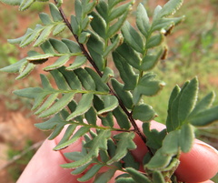 Cheilanthes quadripinnata