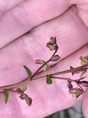 Gonocarpus tetragynus