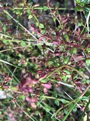 Gonocarpus tetragynus