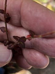 Gonocarpus tetragynus