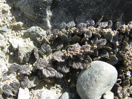 Dysphania pusilla, photograph 4