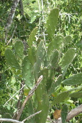 Opuntia inaperta