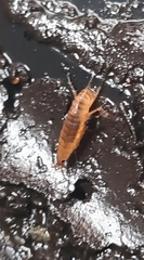 Arcitalitrus sylvaticus
