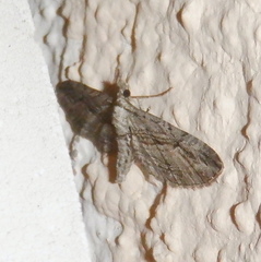 Eupithecia oxycedrata
