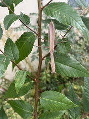 Tenodera angustipennis