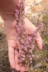 Erica uberiflora