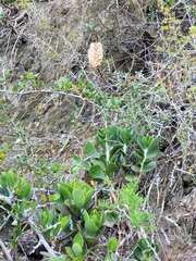 Veltheimia bracteata