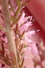 Erica uberiflora
