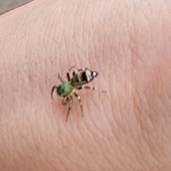 Cosmophasis thalassina