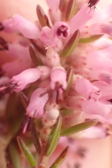 Erica uberiflora