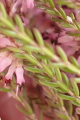 Erica uberiflora