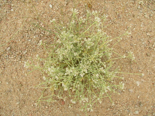 Hermbstaedtia spathulifolia image