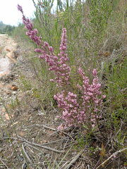 Erica uberiflora