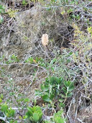 Veltheimia bracteata