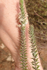 Struthiola hirsuta