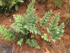 Cheilanthes quadripinnata