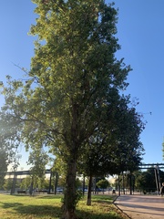 Populus nigra