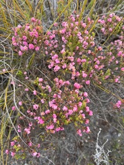 Erica spumosa
