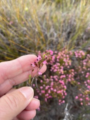Erica spumosa