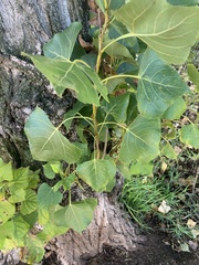 Populus nigra