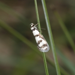 Philobota impletella
