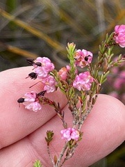 Erica spumosa