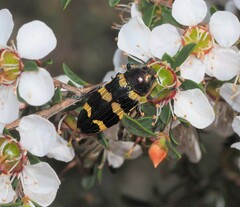 Castiarina rectifasciata