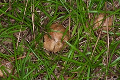 Suillus decipiens