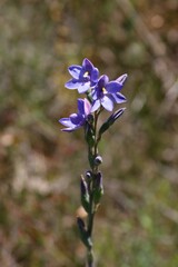 Thelymitra