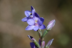 Thelymitra