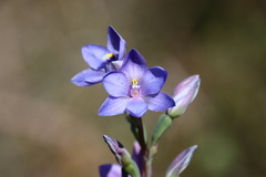 Thelymitra